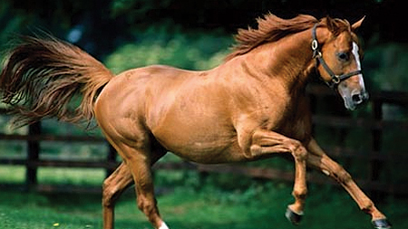 Hình ảnh ngựa trong văn hóa Đông  Tây có gì đặc biệt