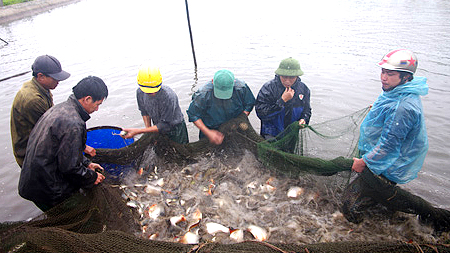 Thu hoạch cá ở hộ gia đình ông Lê Văn Hòa, khu phố 7, Thị trấn Thịnh Long. 