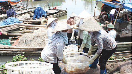 Ngư dân Thịnh Long (Hải Hậu) thu hoạch sứa.