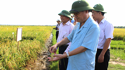 Đồng chí Nguyễn Văn Tuấn, Phó Bí thư Tỉnh ủy, Chủ tịch UBND tỉnh tham quan mô hình khảo nghiệm của Trung tâm Nghiên cứu lúa lai Syngenta tại xã Tân Thịnh (Nam Trực).