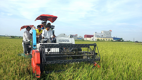 Thu hoạch lúa xuân tại xã Nam Cường (Nam Trực).