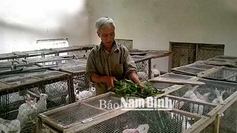 Tiếp thu những kinh nghiệm chăn nuôi qua báo chí, ông Vũ Hồng Quảng, xóm 16, Trực Liêm, xã Liêm Hải (Trực Ninh) đã đầu tư nuôi thỏ, chim bồ câu, cho thu nhập cao.