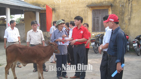 Cán bộ Hội CTĐ huyện Nam Trực trao tặng bò giống sinh sản cho các gia đình nạn nhân CĐDC xã Nam Lợi. Ảnh: Do cơ sở cung cấp