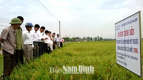 Cán bộ Sở KH và CN và các cơ quan chức năng khảo nghiệm giống lúa thơm chất lượng cao tại xã Tam Thanh (Vụ Bản).