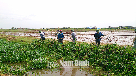 Trục vớt bèo, khơi thông dòng chảy trên kênh Cải Cách, xã Giao Hải (Giao Thuỷ).