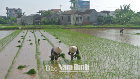 Nông dân xã Việt Hùng (Trực Ninh) cấy lúa mùa.  Bài và ảnh: Ngọc Ánh