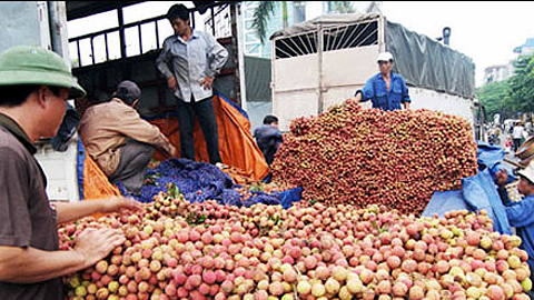 Thu gom vải thiều xuất khẩu tại Bắc Giang. (Ảnh: KT)