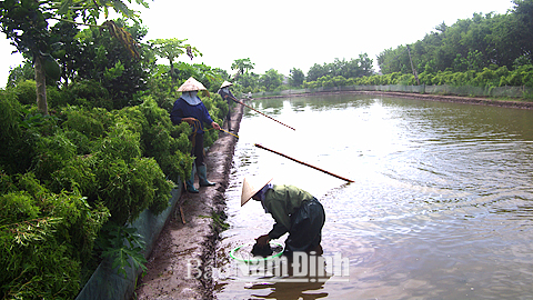 Cải tạo ao nuôi cá lóc bông ở gia đình anh Vũ Đình Quynh, hội viên nông dân thôn Vinh Phú, xã Nghĩa Lợi (Nghĩa Hưng).