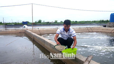 Mô hình nuôi tôm thẻ chân trắng ngọt hóa của gia đình anh Đỗ Văn Khương, xã Giao Thịnh.