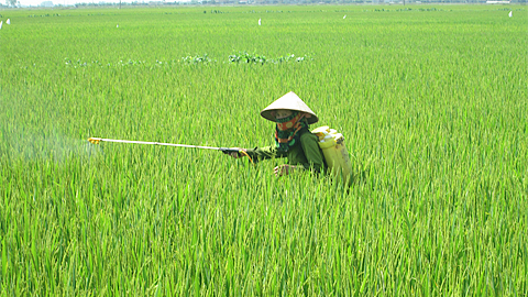 Ảnh minh hoạ/Internet.