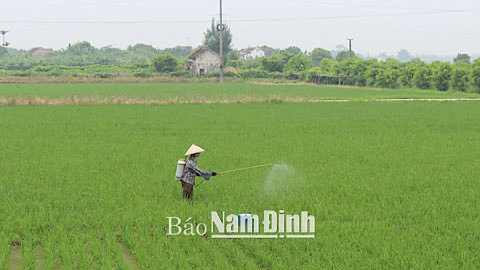 Nông dân xã Nghĩa Tân (Nghĩa Hưng) phun thuốc phòng trừ sâu cuốn lá nhỏ lứa 6 bảo vệ lúa mùa.