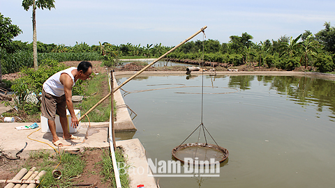 Nuôi tôm thẻ chân trắng trong vùng nước ngọt của một hộ nông dân xã Giao Thịnh (Giao Thủy).