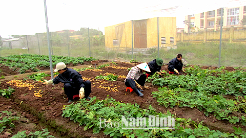 Thu hoạch khoai tây nguyên chủng sản xuất trong nhà lưới tại Trung tâm Ứng dụng tiến bộ KH và CN (Sở KH và CN).