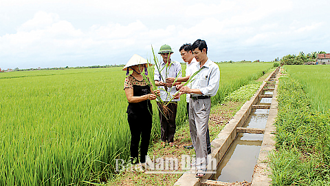 Kiểm tra tình hình sinh trưởng, phát triển của cây lúa trên cánh đồng mẫu lớn xã Xuân Ninh (Xuân Trường).