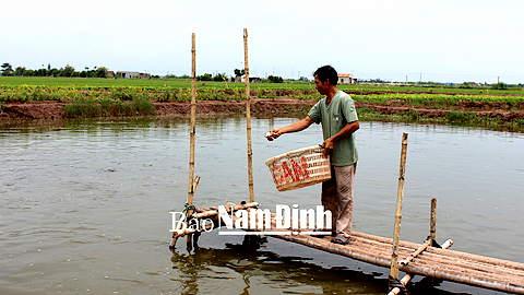 Anh Nguyễn Văn Cơ, đội 9, xã Nghĩa Thắng chăm sóc cá lóc bông tại ao nuôi của gia đình.