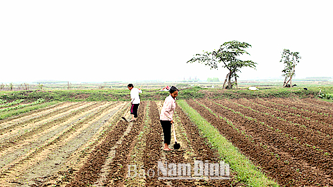 Nông dân Thị trấn Nam Giang (Nam Trực) làm đất trồng khoai tây đông.