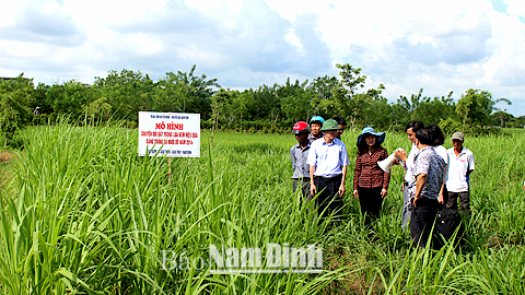 Tham quan mô hình trồng cỏ nuôi dê sinh sản tại xã Giao Thiện (Giao Thủy).