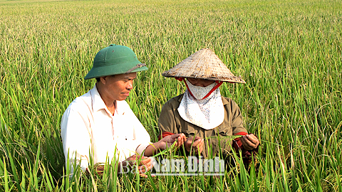 Cán bộ HTXDVNN Minh Tân (Vụ Bản) thực hiện quy trình khử lẫn trong sản xuất lúa giống Bắc thơm 7 kháng bạc lá. 