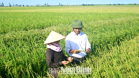 Cán bộ HTXDVNN xã Nghĩa Phong (Nghĩa Hưng) kiểm tra chất lượng giống lúa CXT30 mới đưa vào cấy khảo nghiệm.