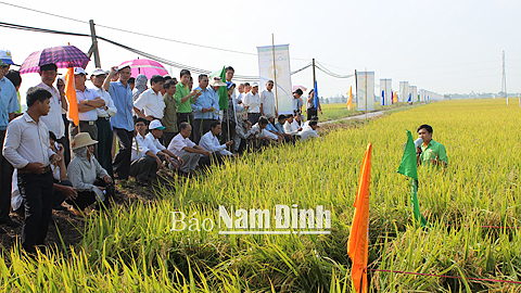 Mô hình trình diễn giống lúa thuần chất lượng cao ADI30 tại xã Giao Tân (Giao Thủy).