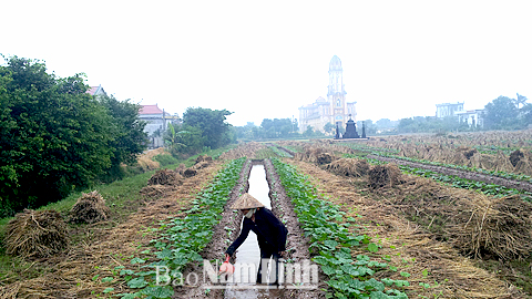 Nông dân xã Nghĩa Hồng chăm sóc cây bí xanh vụ đông.