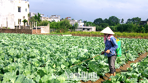 Xã viên HTXDVNN Mỹ Trung, xã Thành Lợi (Vụ Bản) phun thuốc phòng trừ sâu bệnh trên rau cải bắp.