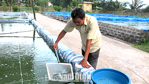 Kiểm tra chất lượng giống cá bống bớp trước khi chuyển nuôi thương phẩm tại Trung tâm Giống thủy sản huyện Nghĩa Hưng.