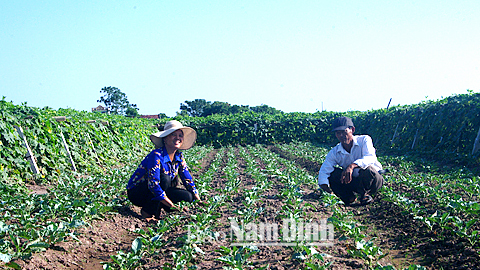 Nông dân xã Nghĩa Phong chăm sóc cây rau màu vụ đông.