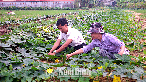 Cán bộ HTXDVNN Nam Dương, xã Nam Dương (Nam Trực) hướng dẫn xã viên chăm sóc bí xanh.