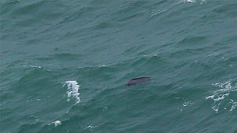 Một mảnh vỡ được cho là từ chiếc QZ 8501 trôi nổi trên biển.