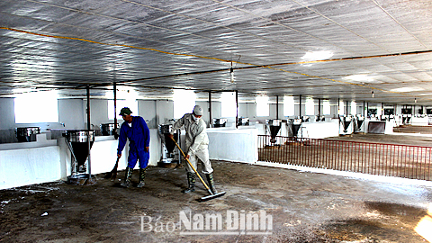 Gia đình ông Hà Danh Thảo, xã Mỹ Tiến (Mỹ Lộc) đầu tư xây dựng trang trại chăn nuôi 4.000 con lợn thịt.