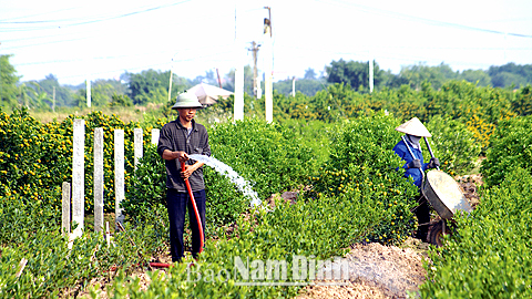 Nông dân xóm Cộng Hòa chăm sóc quất cảnh chuẩn bị cho Tết Ất Mùi 2015.