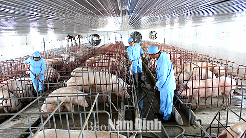 Trang trại lợn đạt tiêu chuẩn VietGAP của Cty TNHH MTV Phú Lộc, xã Xuân Thượng (Xuân Trường).