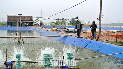 Mô hình nuôi tôm thẻ chân trắng do chuyển đổi từ việc xóa bỏ lò gạch thủ công tại hộ ông Nguyễn Văn Hiến, thôn Phú Thịnh, xã Phương Định.