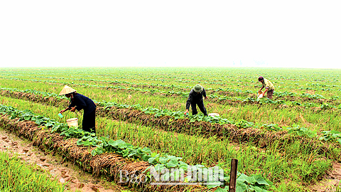 Nông dân xã Trực Hùng (Trực Ninh) trồng dưa chuột bao tử xuất khẩu.