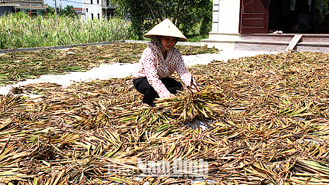 Chị Nguyễn Thị Nhung, thôn Đồng Liêu, xã Nghĩa Lạc (Nghĩa Hưng) đang phơi bèo tây làm nguyên liệu cho nghề đan bèo tây xuất khẩu.