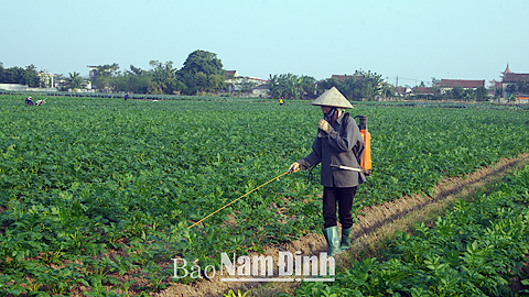 Nông dân xã Giao Phong (Giao Thuỷ) chăm sóc khoai tây.