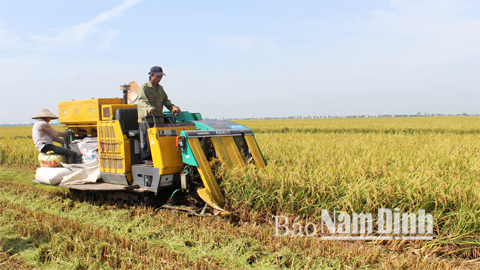 Thu hoạch lúa xuân tại xã Nghĩa Minh.