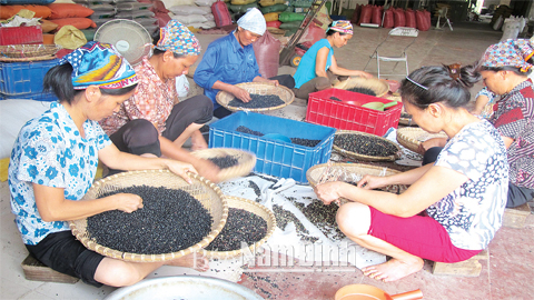 Sơ chế đỗ đen làm nguyên liệu chế biến sản phẩm thực dưỡng tại Cty TNHH Việt Trung, xã Tân Thành (Vụ Bản).