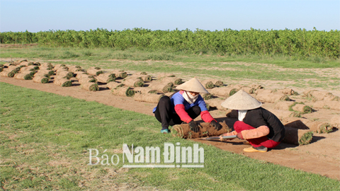 Nông dân xã Nam Thắng thu hoạch cây cỏ Nhật.