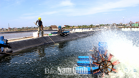 Vụ tôm xuân hè năm nay, năng suất tôm thẻ chân trắng của gia đình anh Bùi Trọng Chinh, xóm Lê Lợi, xã Hải Chính (Hải Hậu) đạt trên 10 tấn/ha.