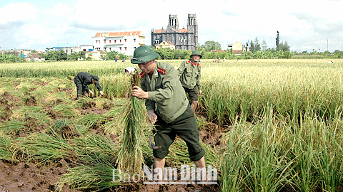 Đoàn viên thanh niên Công an tỉnh gặt lúa giúp dân ở xã Hồng Thuận (Giao Thủy).