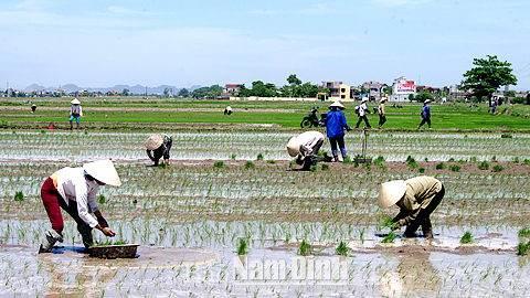 Nhân dân xóm 2, xã Yên Nhân cấy lúa mùa sớm.