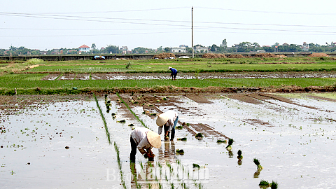 Nông dân xã Nghĩa Thái (Nghĩa Hưng) tập trung cấy lúa mùa trong khung thời vụ.