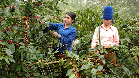 Điện Biên chú trọng phát triển cây công nghiệp dài ngày như cà phê