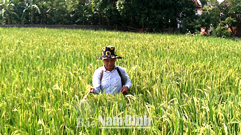 Xã viên HTXDVNN Nam Thành, xã Đồng Sơn (Nam Trực) phun thuốc phòng trừ sâu bệnh đợt cuối cho lúa mùa.