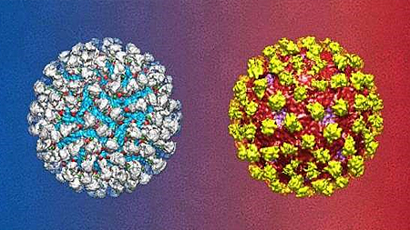 Phát hiện một kháng thể mới có thể tiêu diệt virus sốt xuất huyết DENV-2. (Nguồn: biotechin.asia)