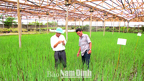 Trung tâm Giống cây trồng (Sở NN và PTNT) đầu tư nhà lưới, thiết bị kiểm soát nhiệt độ, môi trường phục vụ cấy khảo nghiệm, chọn lọc giống lúa chất lượng cao.