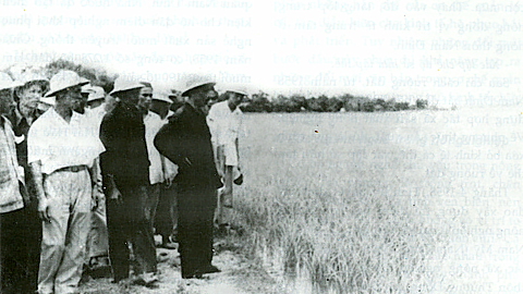 Chủ tịch Hồ Chí Minh thăm cánh đồng lúa của hợp tác xã Yên Tiến (Ý Yên), ngày 13-8-1958.