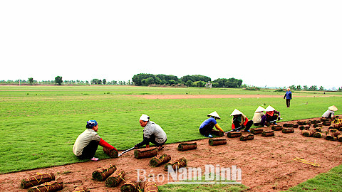 Thu hoạch cây cỏ nhung Nhật trên cánh đồng xã Nam Thắng. 